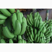 Продаем бананы Эквадор Камерун Мексика Судан