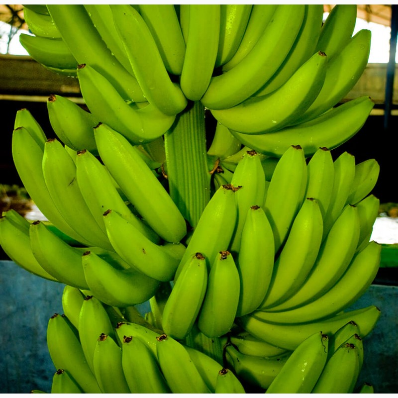Фото 4. Продаем бананы Эквадор Камерун Мексика Судан