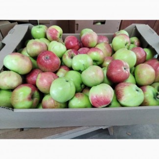 Яблоки оптом от производителя калибр 65+ 30 руб./кг