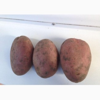 Продам картофель элитный сорт Лабелла