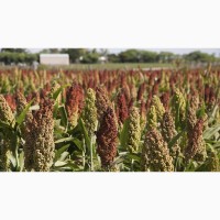 Семена суданской травы Анастасия ЭС/РС1