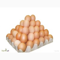 Продаем яйцо куриное 1 категории