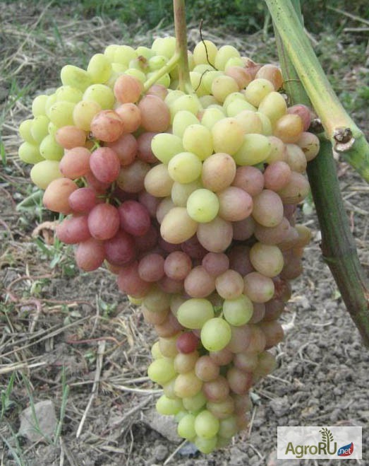 Фото 2. Саженцы и черенки винограда в ассортименте