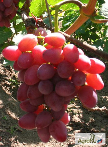 Фото 3. Саженцы и черенки винограда в ассортименте