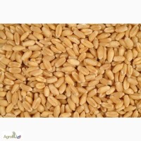 Продам пшеницу 3 класса