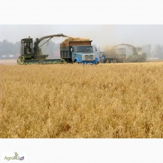 Фуражное зерно с доставкой по области