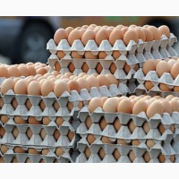 Продам яйца куриные оптом