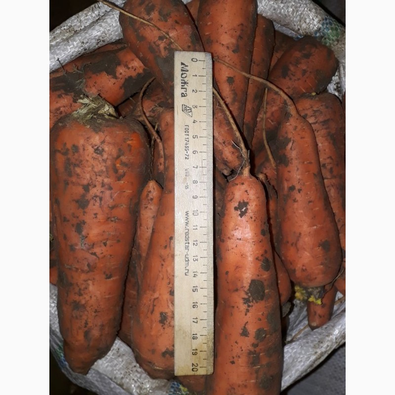 Фото 2. Морковь продовольственная от производителя