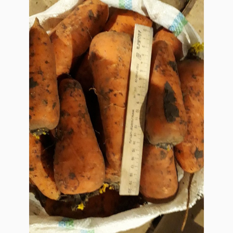 Фото 3. Морковь продовольственная от производителя