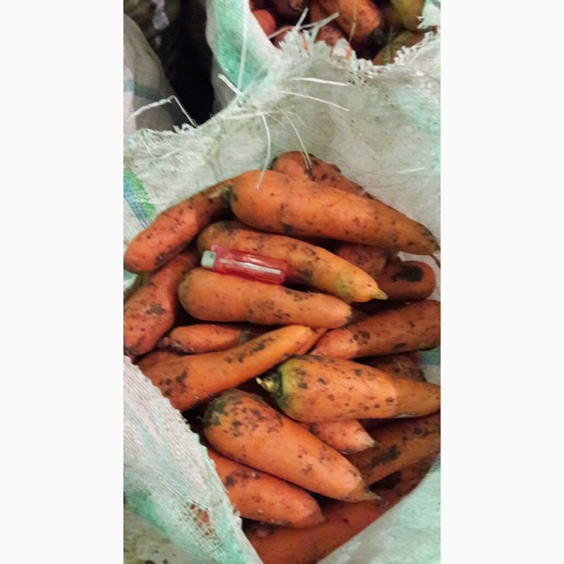 Фото 4. Морковь продовольственная от производителя