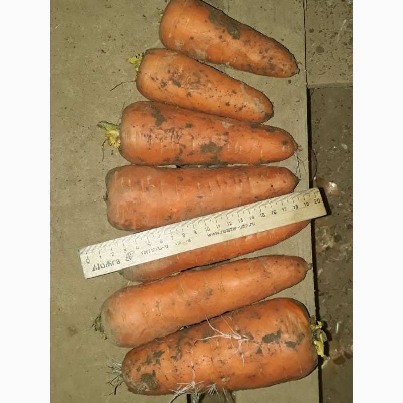 Фото 5. Морковь продовольственная от производителя