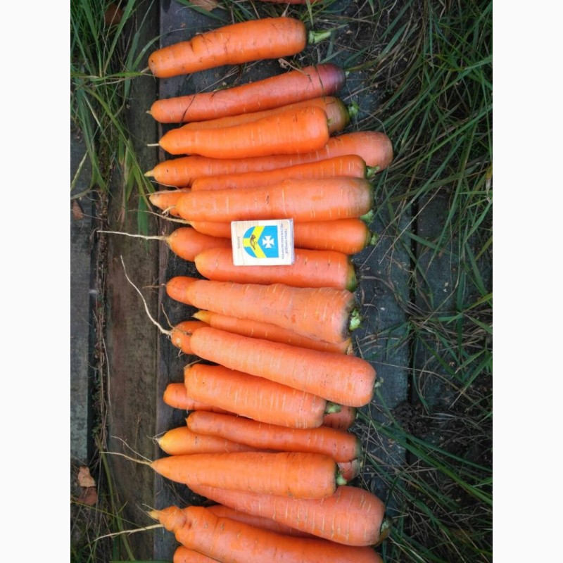 Фото 5. Морковь столовая