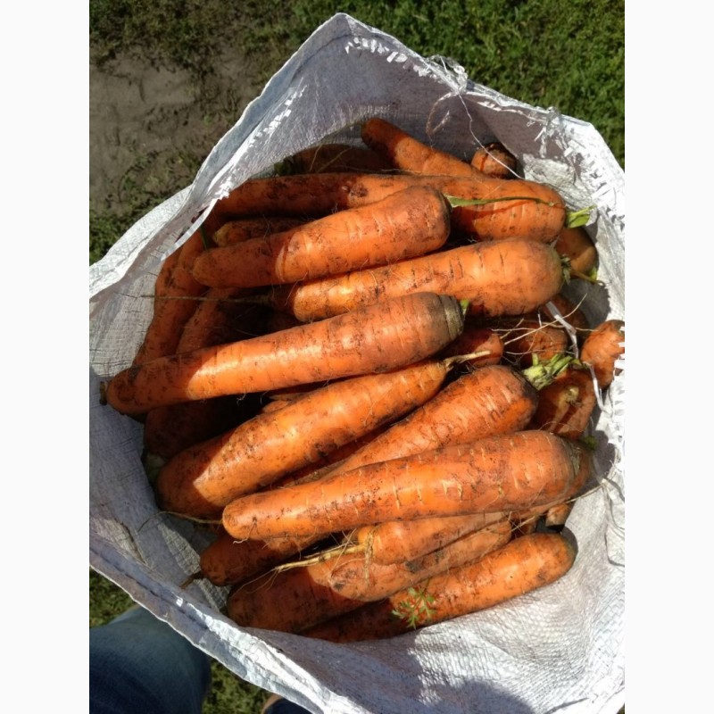 Фото 7. Морковь столовая