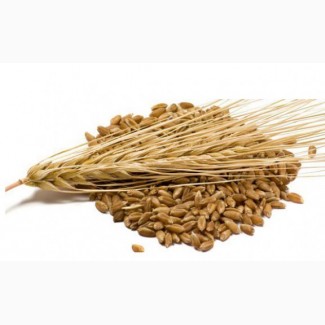 ООО НПП «Зарайские семена» закупает фуражное зерно: ячмень от 60 тонн