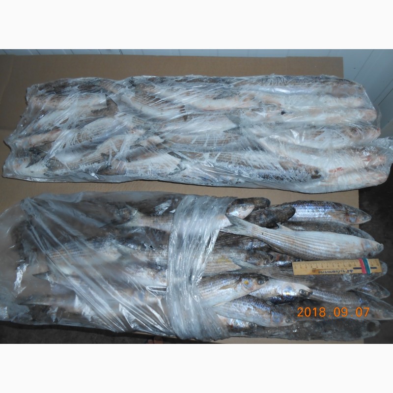 Фото 10. Крымская рыба и морепродукты оптом от производителя в Керчи