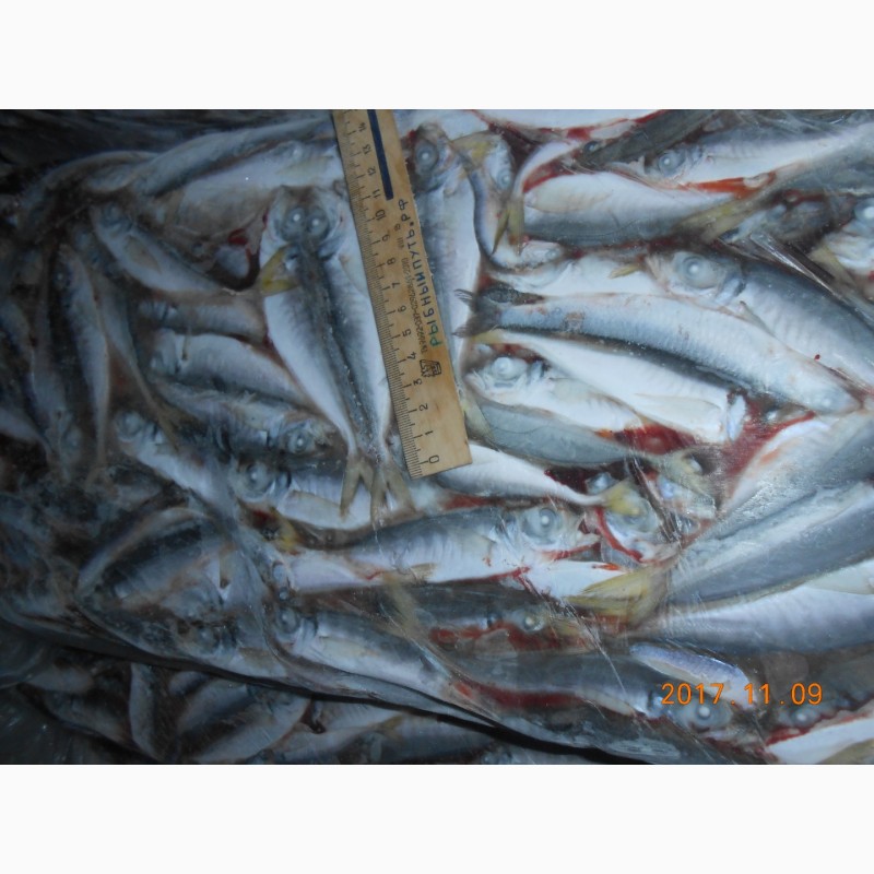 Фото 11. Крымская рыба и морепродукты оптом от производителя в Керчи