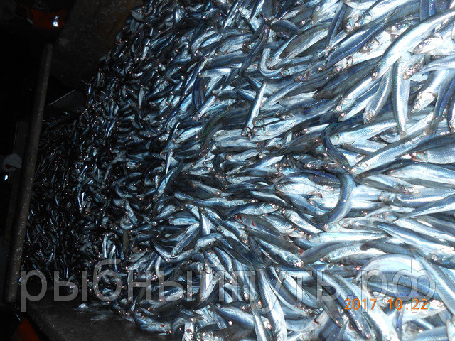 Фото 6. Крымская рыба и морепродукты оптом от производителя в Керчи