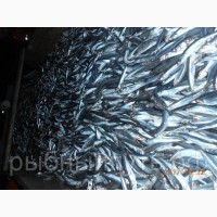 Крымская рыба и морепродукты оптом от производителя в Керчи