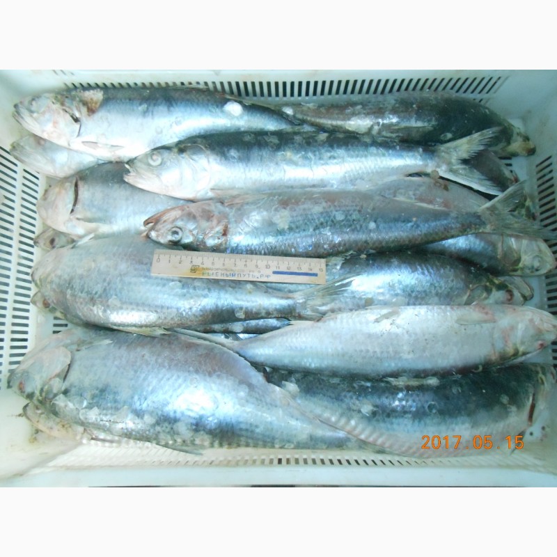 Фото 8. Крымская рыба и морепродукты оптом от производителя в Керчи