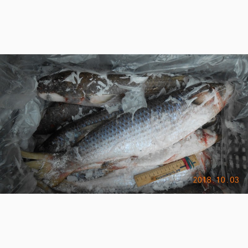Фото 9. Крымская рыба и морепродукты оптом от производителя в Керчи