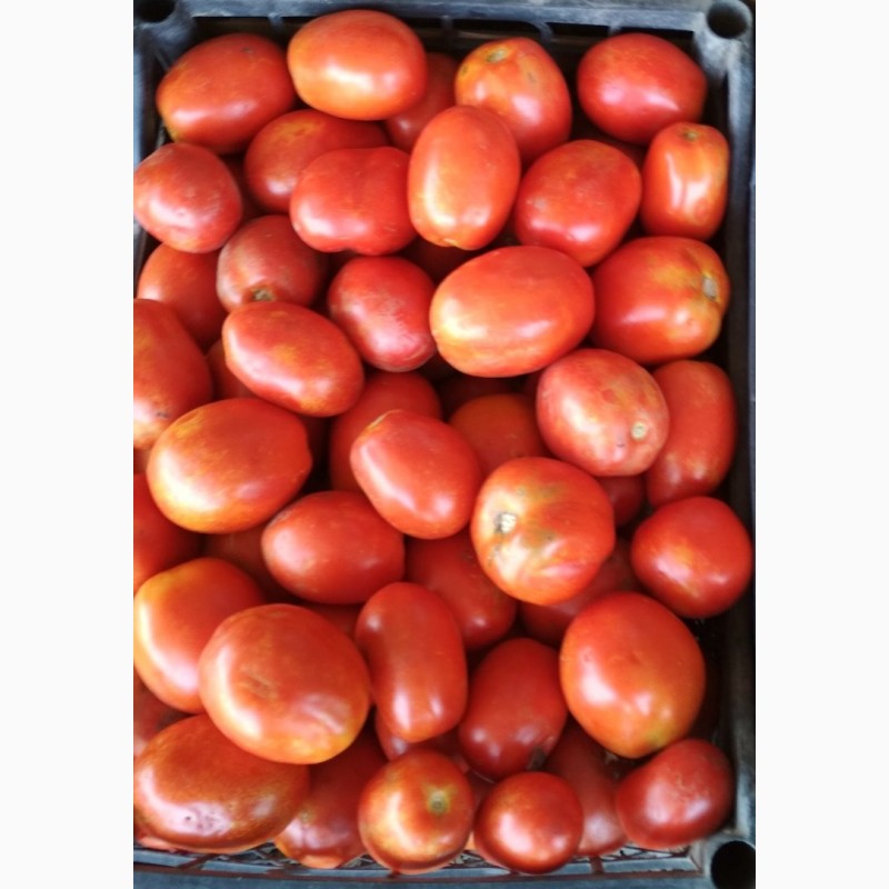 Фото 2. Помидоры (томаты) грунтовые калиброванные оптом от производителя