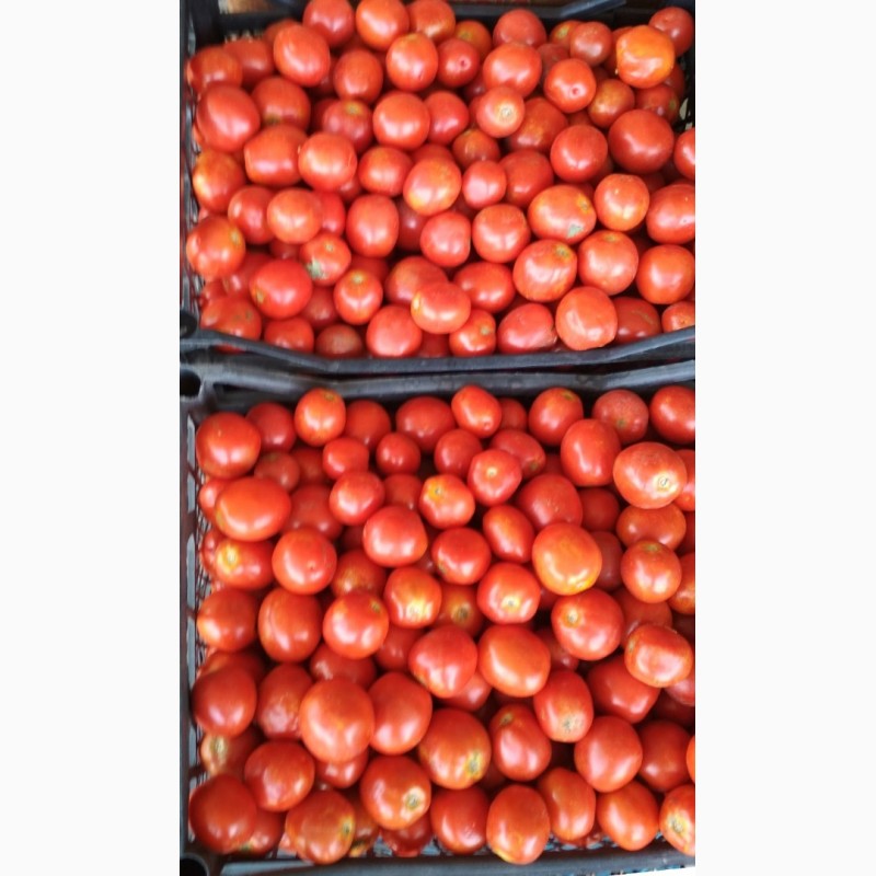 Фото 3. Помидоры (томаты) грунтовые калиброванные оптом от производителя