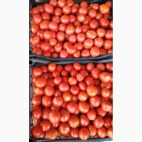 Помидоры (томаты) грунтовые калиброванные оптом от производителя