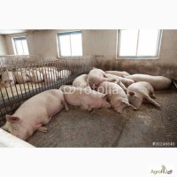 Свиньи живым весом