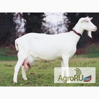 Продам козу зааненской породы дойную