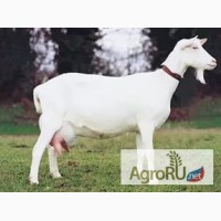 Продам козу зааненской породы дойную