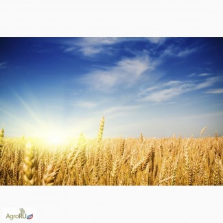 Пшеница 3 класс на Иран