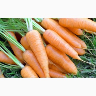 Морковь оптом новый урожай