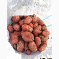 Молодой картофель Краснодарский край
