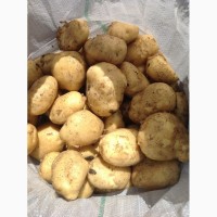 Молодой картофель Краснодарский край