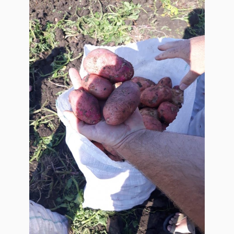 Фото 6. Молодой картофель Краснодарский край