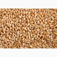 Фуражное зерно:пшеница