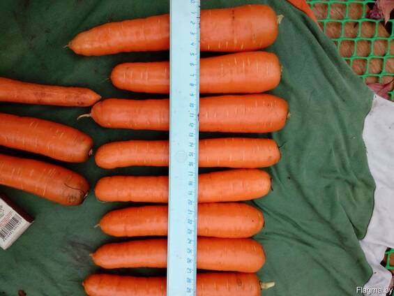 Продаем морковь, свеклу, картофель, лук