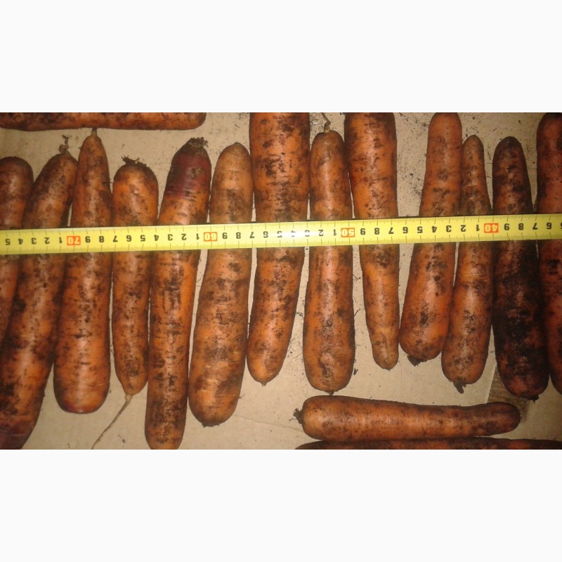 Фото 2. Продаем морковь, свеклу, картофель, лук