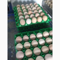 Птицефабрика ООО, Корнишон» предлагает инкубационные яйца Бройлеров кросса Росс 308