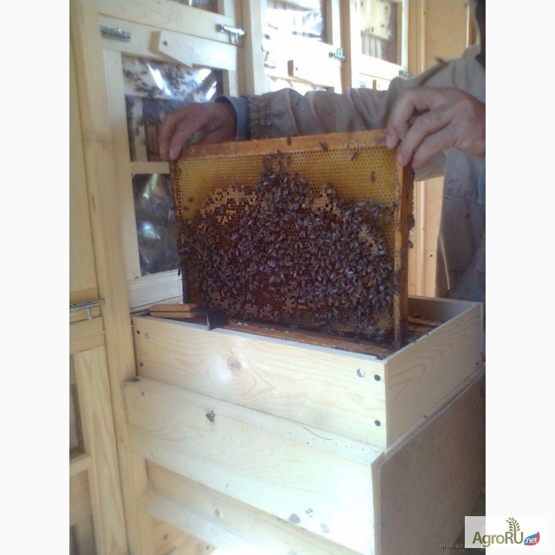 Фото 3. Продам пчеловодный павильон