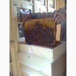 Продам пчеловодный павильон