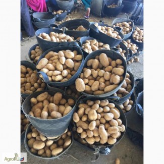 Продаем египетский картофель