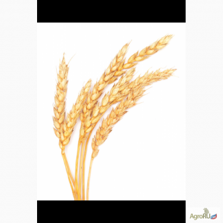 Продам пшеницу озимую 5 класса (фураж)