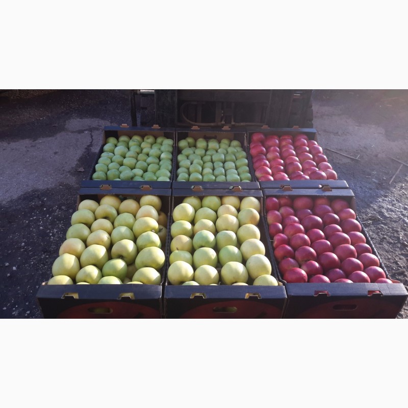 Фото 2. Яблоки все сорта от 20 тонн Молдова