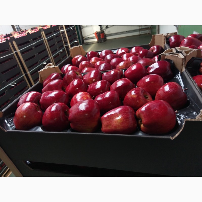 Фото 3. Яблоки все сорта от 20 тонн Молдова