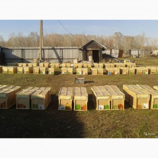 Продам пчелопакеты (карника)