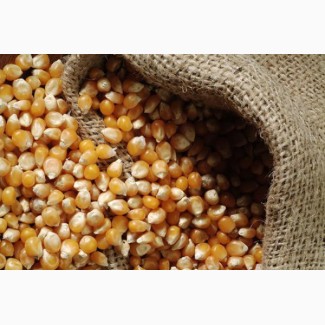 Фуражное зерно: кукуруза