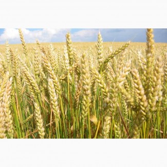 ООО НПП «Зарайские семена» продает семена пшеницы яровой мягкой оптом