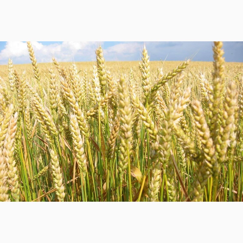 ООО НПП «Зарайские семена» продает семена пшеницы яровой мягкой оптом .