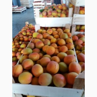 Спелые абрикосы оптом по выгодной цене
